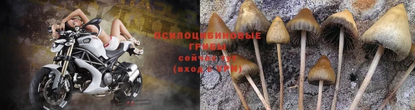 мяу мяу мука Абаза